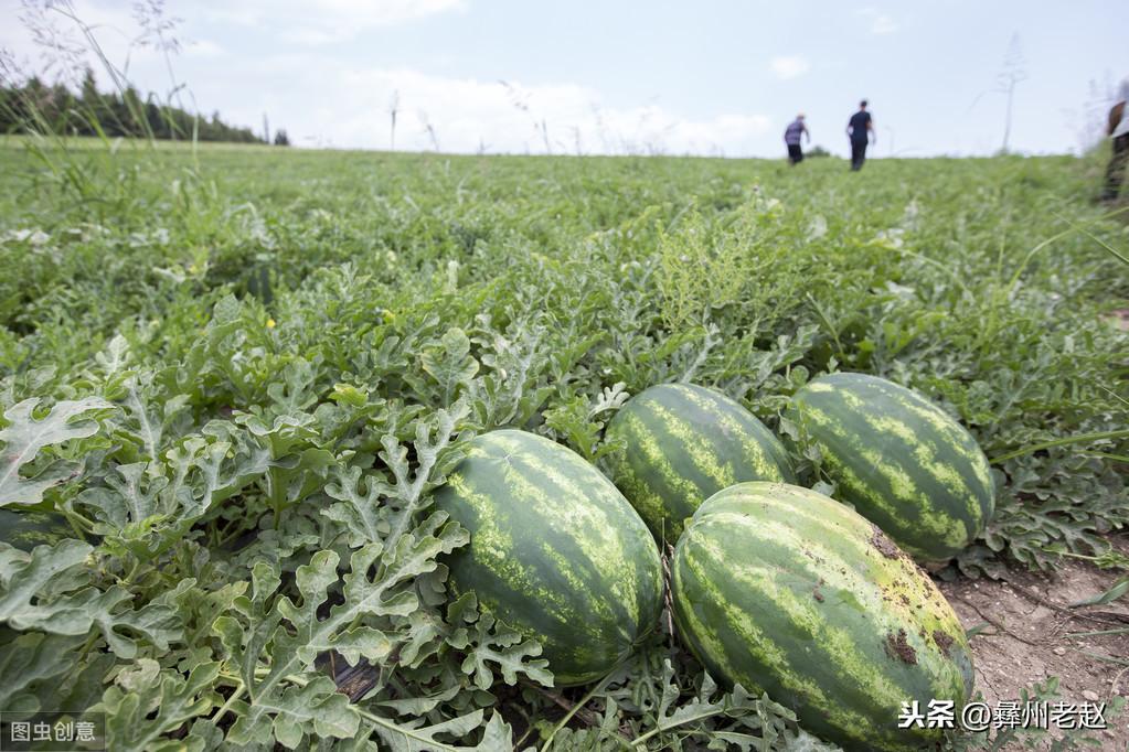 全國西瓜價格最新行情及分析概覽