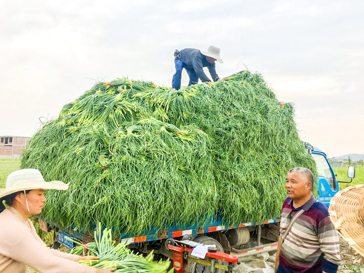 蒼山蒜苔最新價格動態(tài)與市場分析，洞悉蒜苔市場動態(tài)及價格走勢