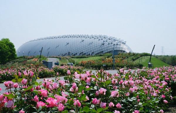 辰山植物園最新動(dòng)態(tài)，開啟綠色生態(tài)新篇章的探索之旅