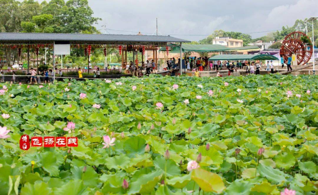 蓮花塘最新發(fā)展規(guī)劃，重塑生態(tài)與文化和諧共生的理想之地