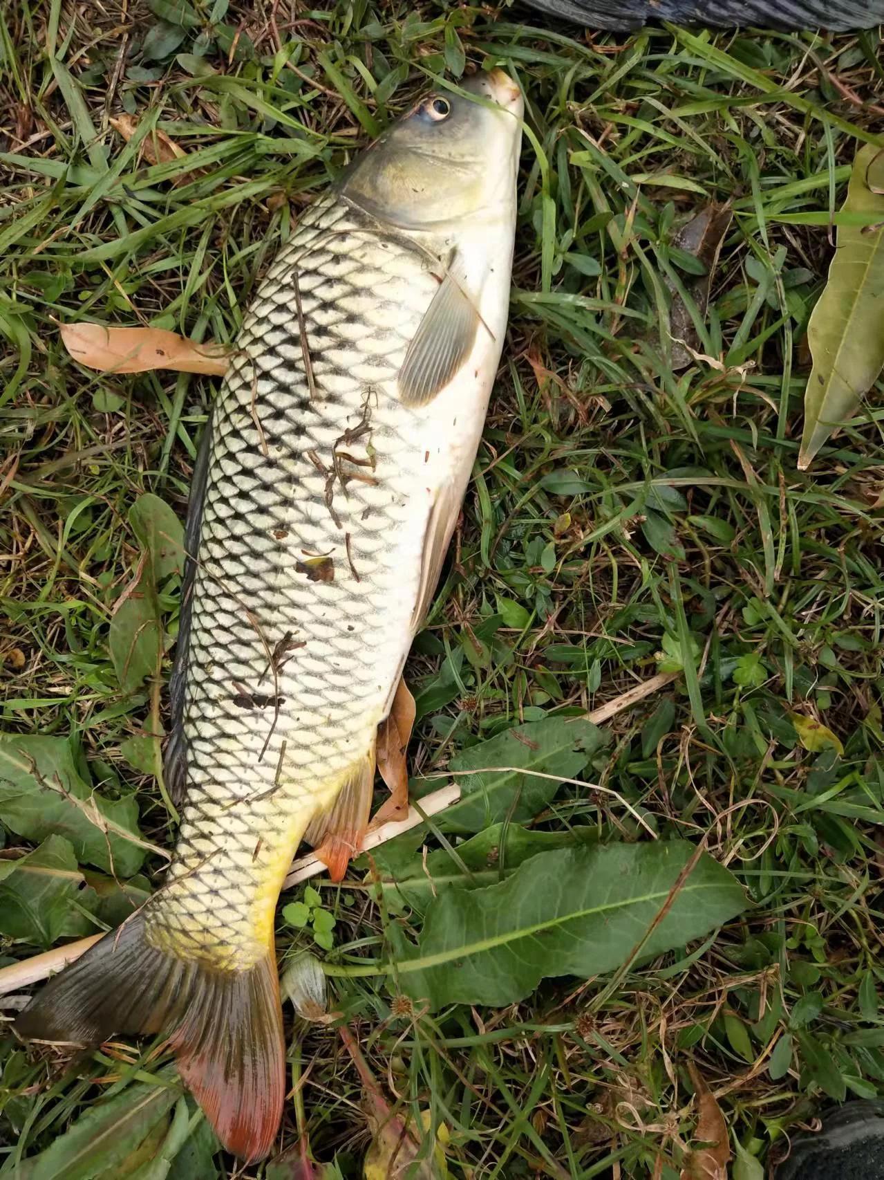 最新逗釣黑魚視頻，探索與體驗(yàn)的樂趣